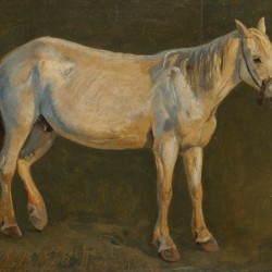 Right view of a standing white horse